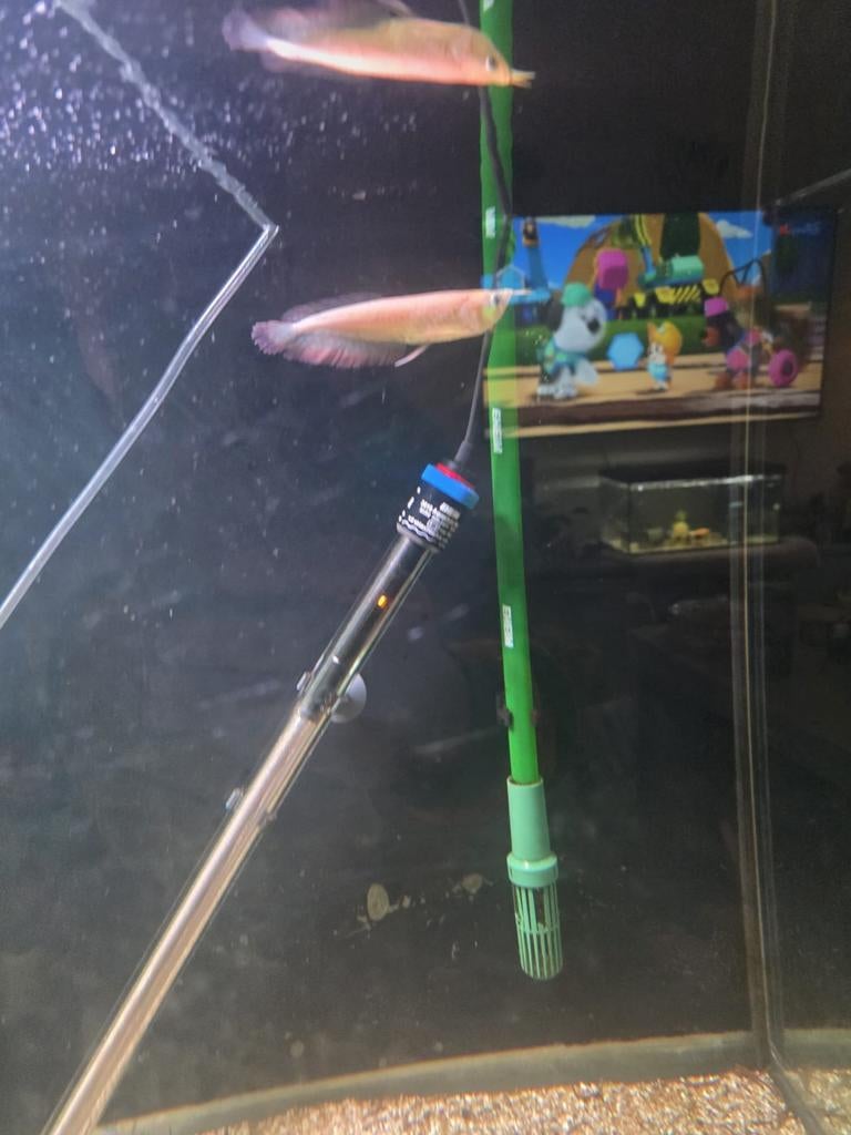 Lutino arowana, Dieren en Toebehoren, Vis