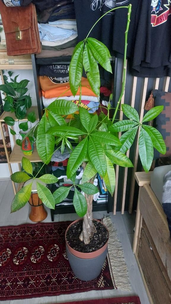 Pachira geldboom, Ophalen, 100 tot 150 cm, Overige soorten, Halfschaduw