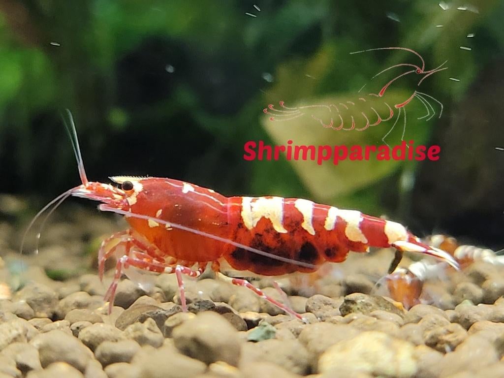 Nanashi garnalen mix met deels metallic (10 garnalen), Kreeft, Krab of Garnaal, Zoetwatervis