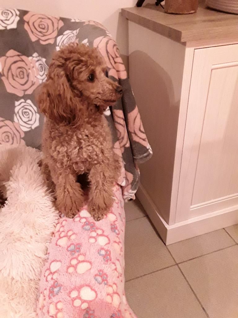 Toy poedel teefje te koop met stamboom, Dieren en Toebehoren, Poedel, België, Particulier, 1 tot 2 jaar