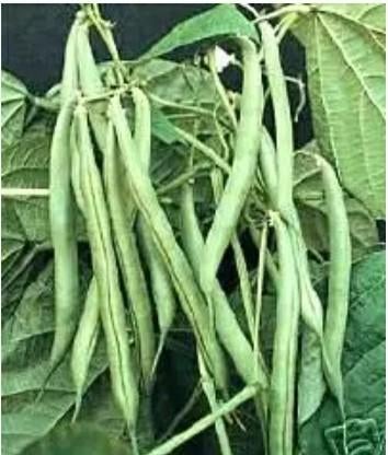 Zaden van een hèèèle lekkere STOKBOON, Ophalen, Voorjaar, Volle zon, Zaad