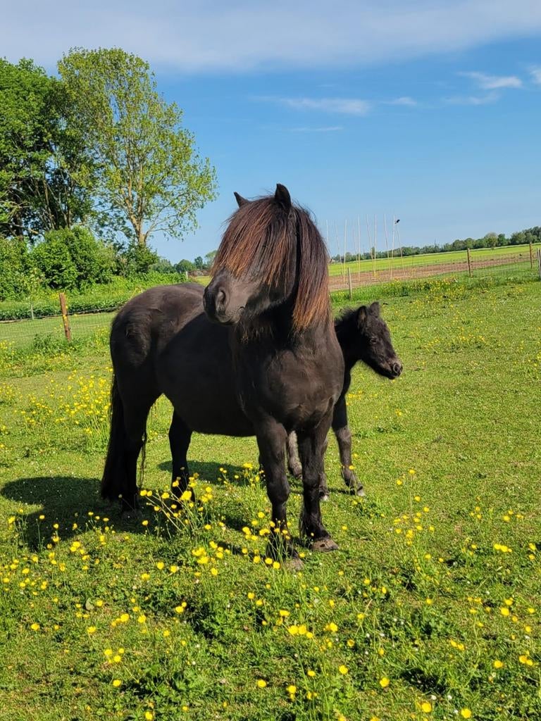 Shetlander Merrie, Dieren en Toebehoren, Pony's, Merrie, Met stamboom, Niet van toepassing, A pony (tot 1.17m)