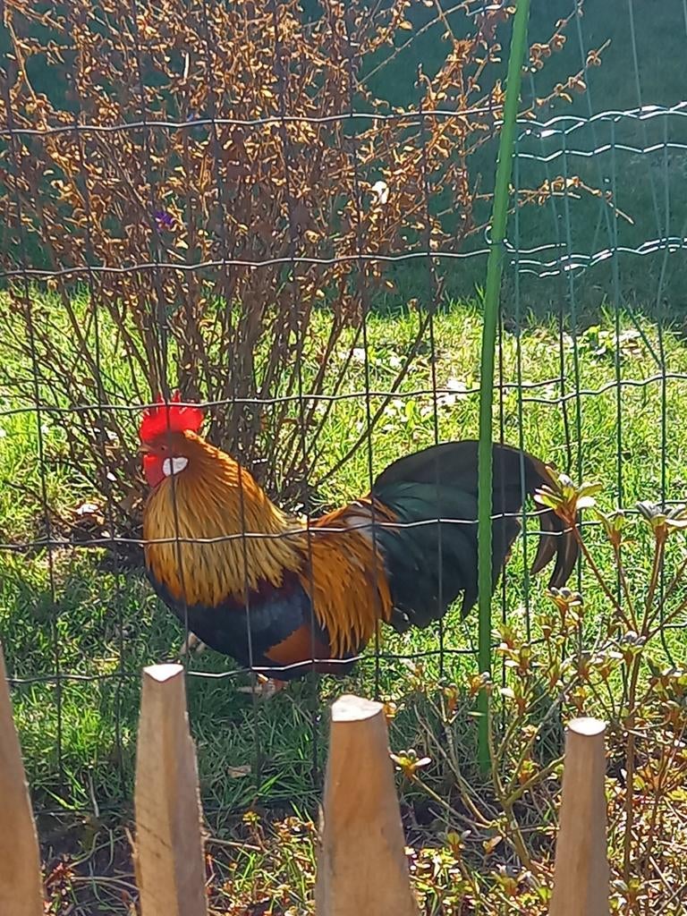 Mooi kriel haantje, Mannelijk, Kip