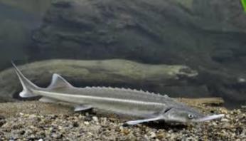 Sterlet steur ca. 25 - 30 cm – Koidream Valburg, Dieren en Toebehoren, Vissen | Vijvervissen, Steur