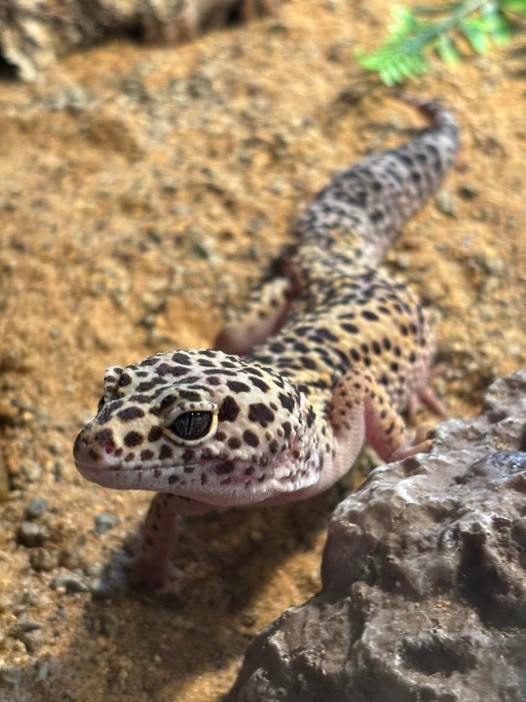 Luipaardgekko, Hagedis, 3 tot 6 jaar
