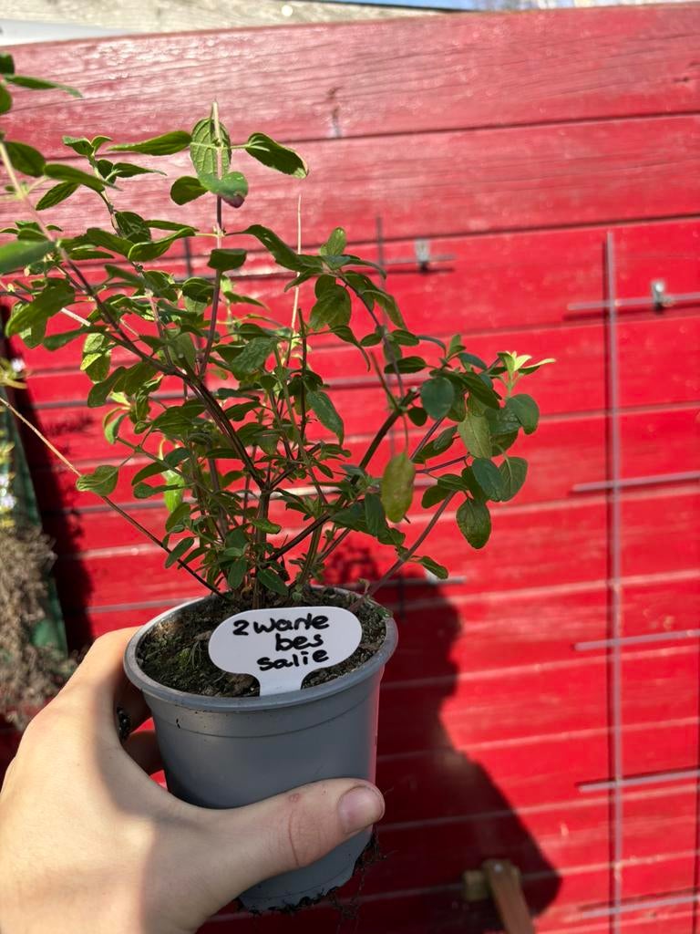 Bio Zwarte Bes Salie - Hobbykwekerij, Ophalen, Volle zon