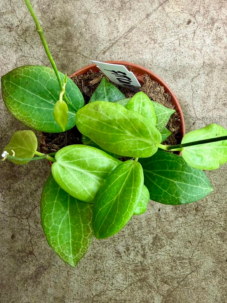 Hoya Fitchii p9, Huis en Inrichting, Kamerplanten, Overige soorten, In pot, Minder dan 100 cm, Bloeiende kamerplant