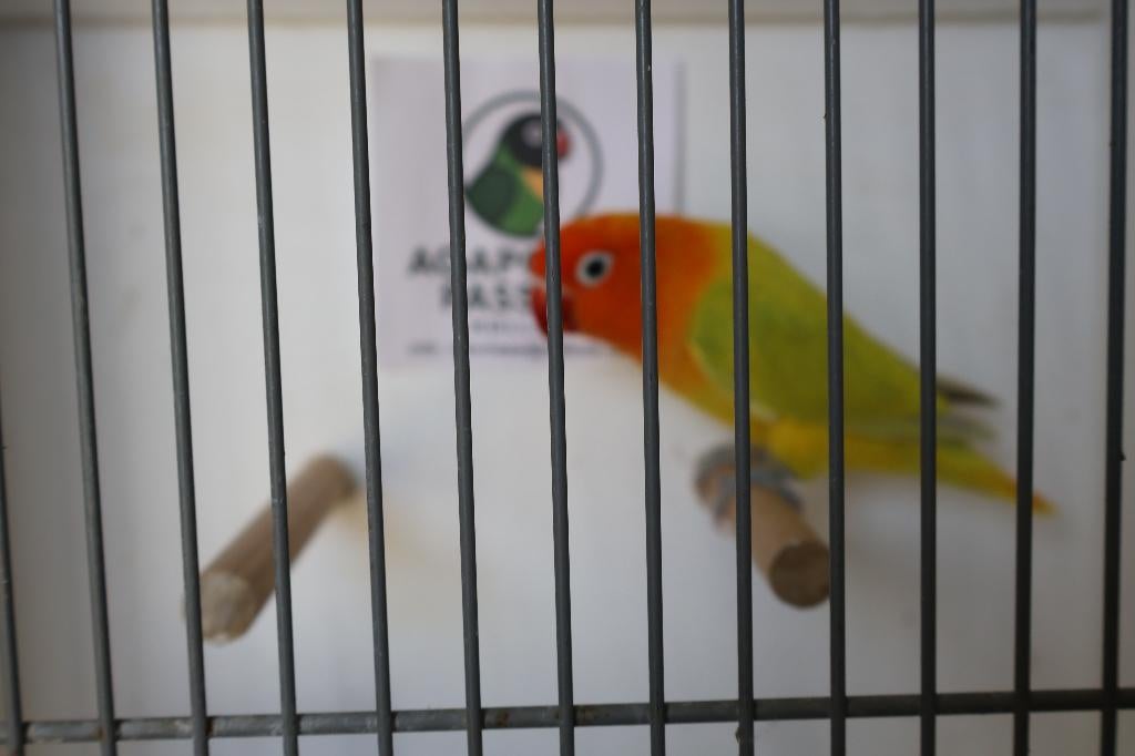 Agpornis Fischeri Geel dilute, Dieren en Toebehoren, Mannelijk, Dwergpapegaai of Agapornis