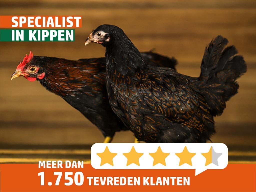 Barnevelder kriel | Goede leggers | Lieve kippen, Vrouwelijk, Kip