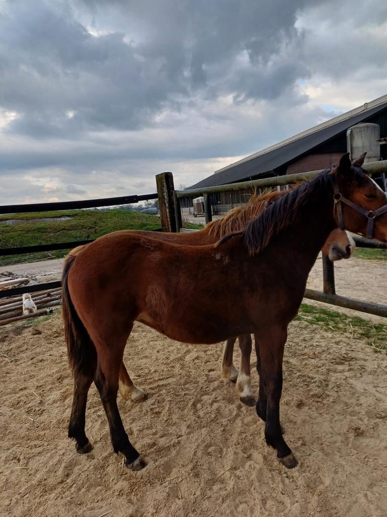 Lieve jaarling merrie!, Merrie, Onbeleerd, Recreatiepaard, 0 tot 2 jaar
