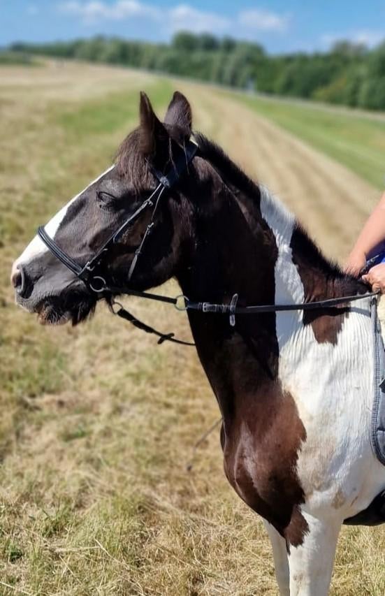 Harry s horse hoofdstel argentina bruin full   Het grootste online winkelcentrum