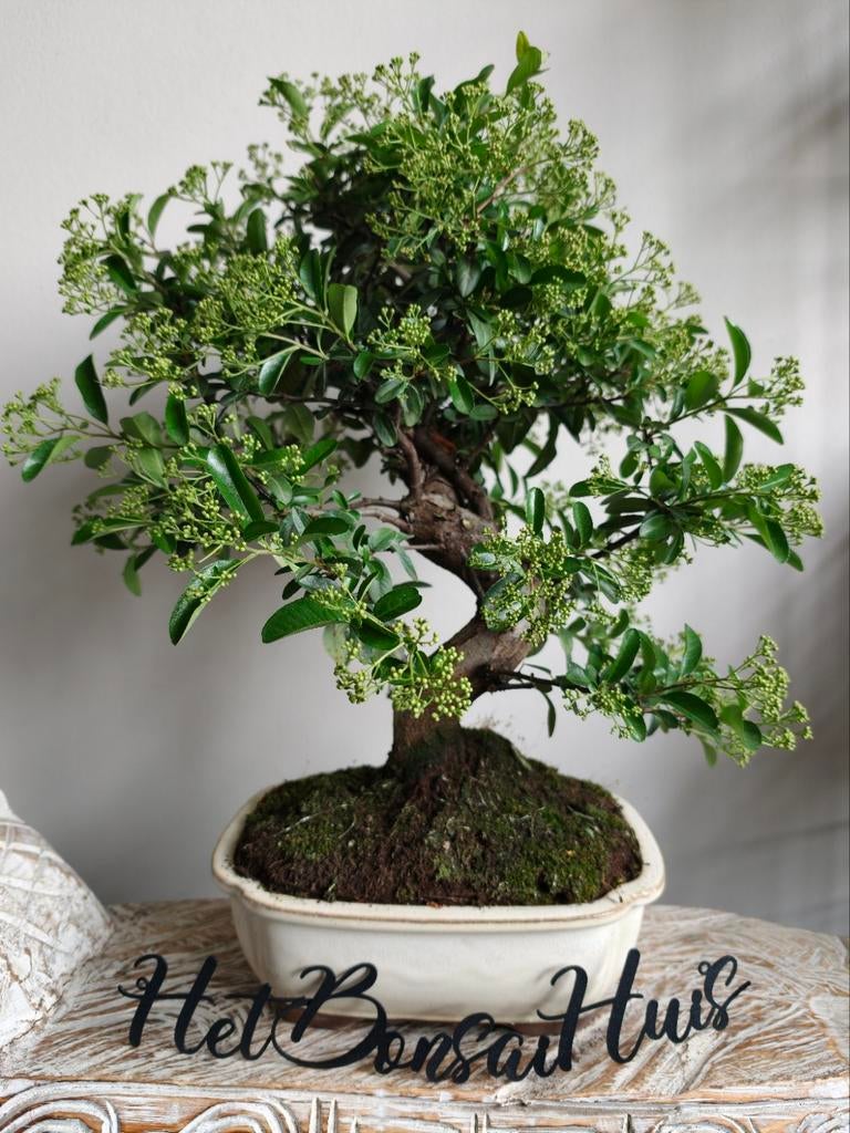 Pyracantha Bonsai 17 jaar, Bloeit niet, Halfschaduw, Minder dan 100 cm, Overige soorten