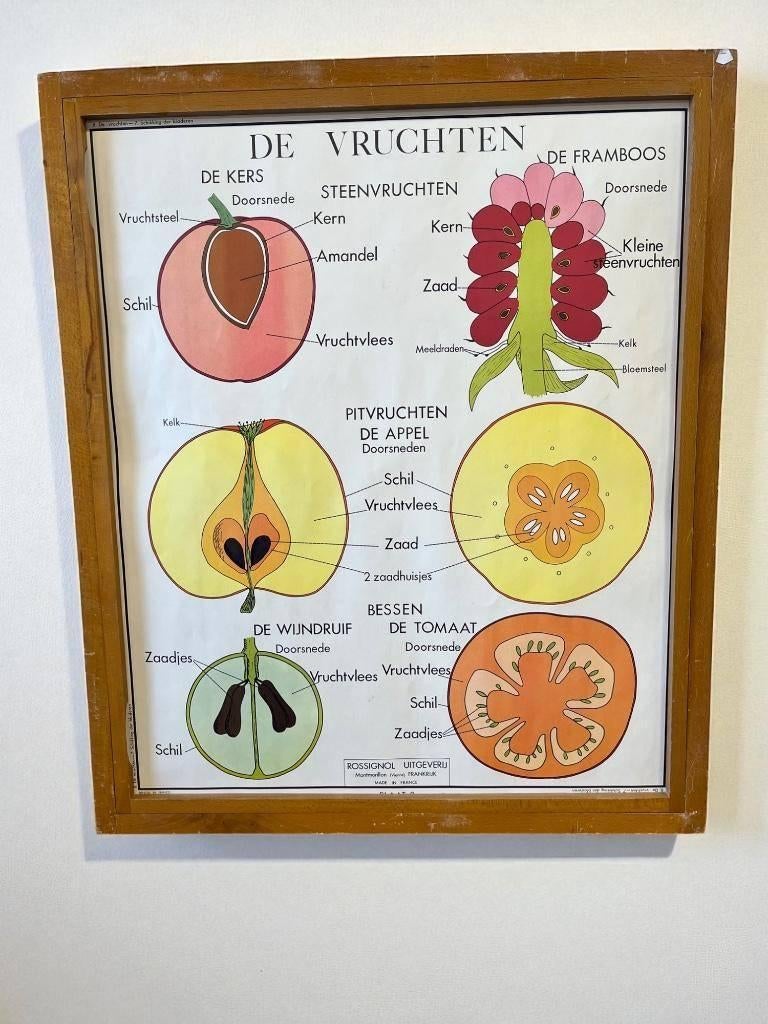 vintage houten kader met 9 dubbelzijdige prenten natuur, Ophalen, Natuur en Biologie