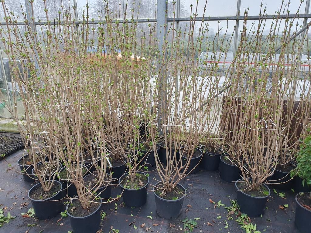 Gelderse roos viburnum opulus roseum, Tweejarig, Halfschaduw, Lente, Ophalen