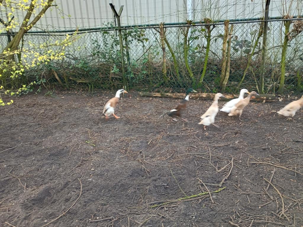 Broedeieren van de loopeend 0, 50 per stuk, Dieren en Toebehoren, Pluimvee, Geslacht onbekend, Eend