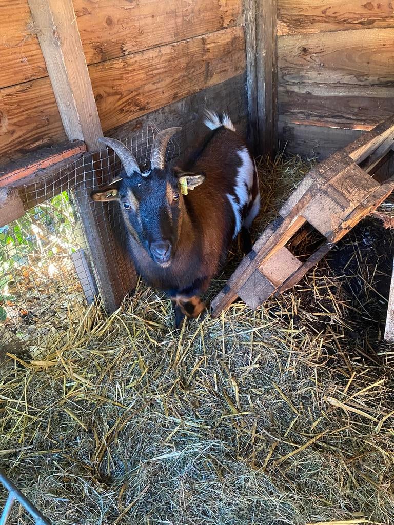 Dwerggeiten, Dieren en Toebehoren, Vrouwelijk, Geit