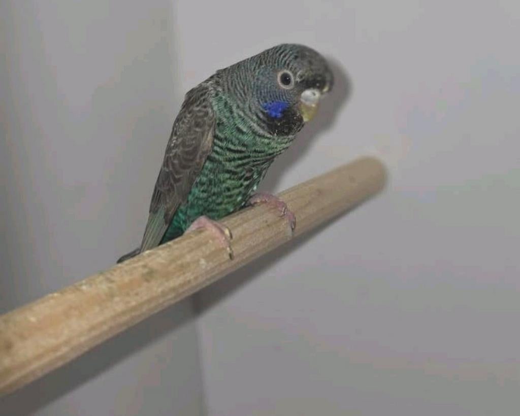 Koppel bfbw/Blackface split blackwing, Meerdere dieren, Parkiet, Geringd