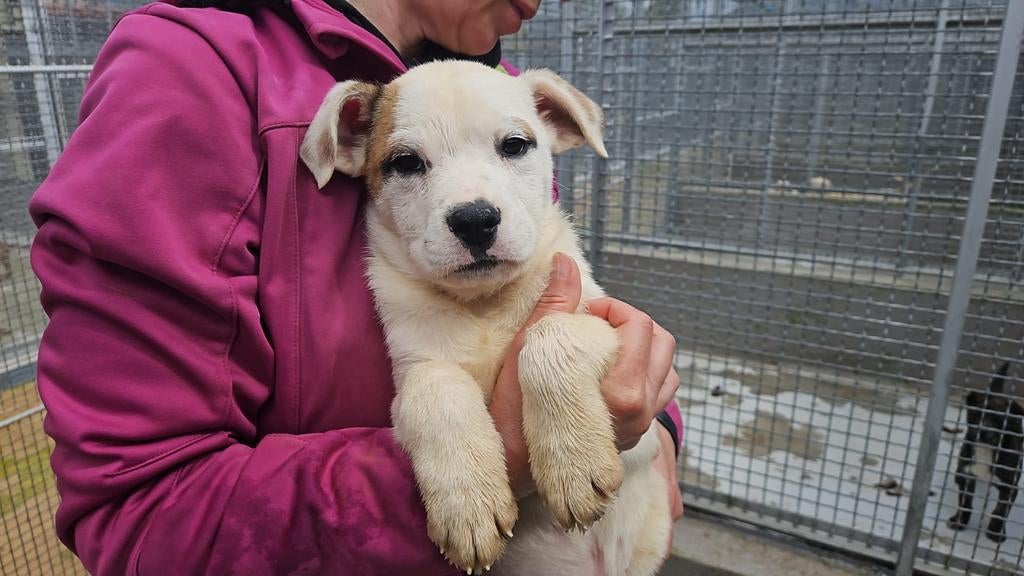 Vier beeldschone rescue hondjes zoeken een gastgezin., Particulier, 15 weken tot 1 jaar, Buitenland, Parvo