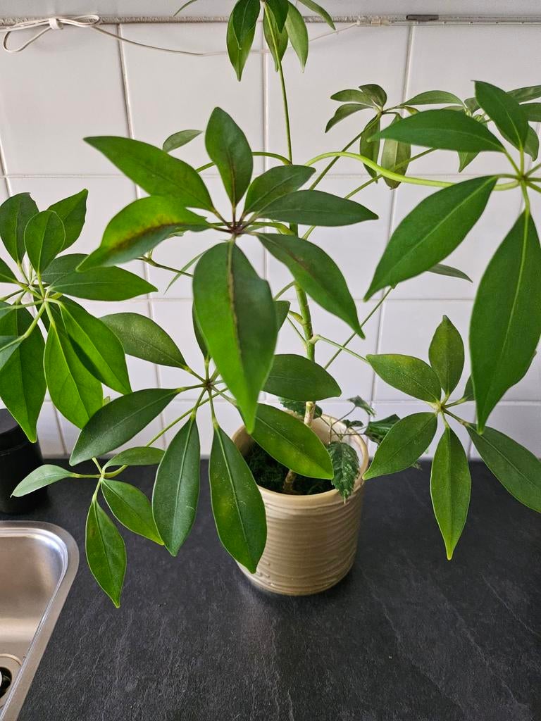 Groene plant, Ophalen, Halfschaduw, Minder dan 100 cm