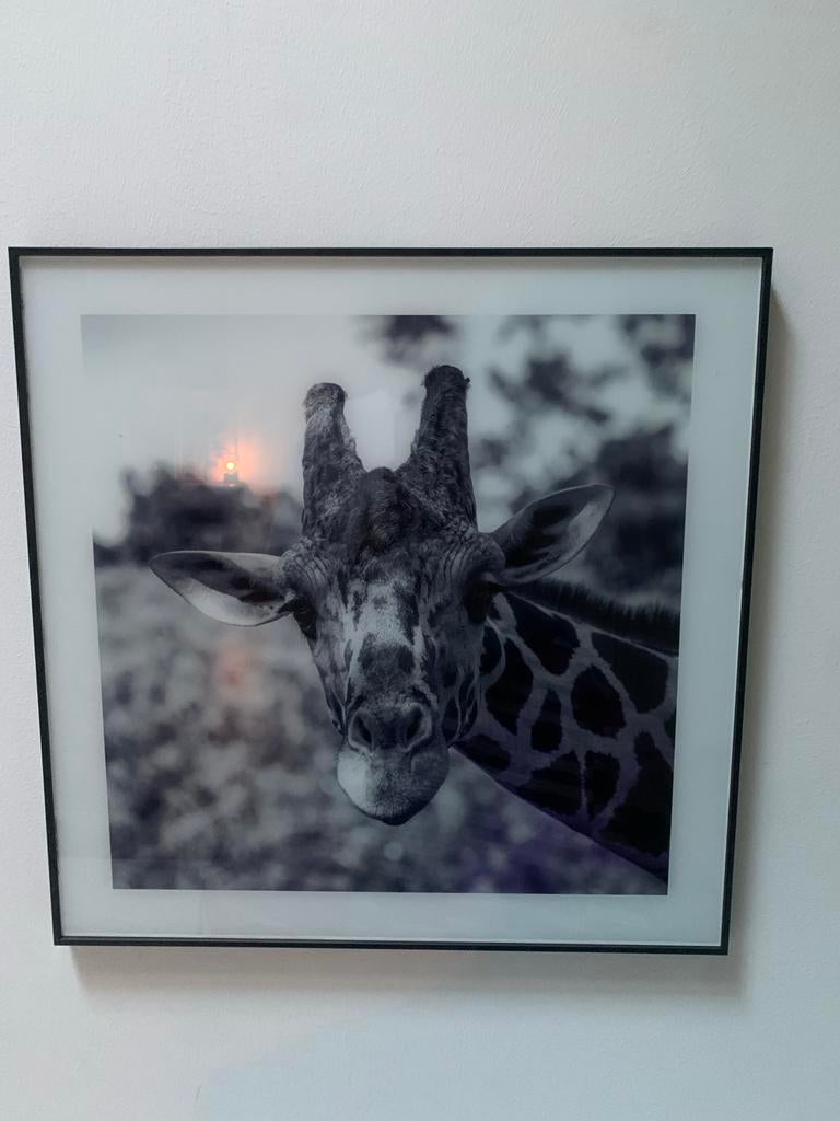 Giraffe schilderij, Ophalen, Gebruikt, 50 tot 75 cm, Schilderij