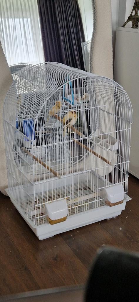 4 kanaries ouders + 2 kindjes, Dieren en Toebehoren, Vogels | Kanaries, Meerdere dieren, Kleurkanarie