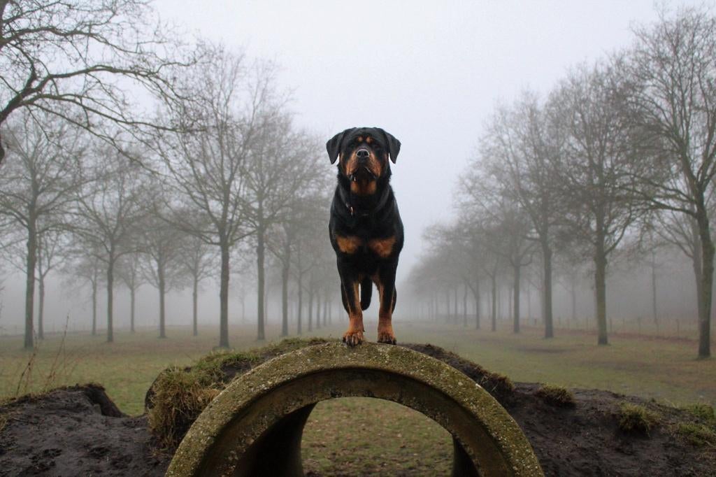 🐾 Rottweiler pups te koop–unieke ervaring vanaf dag één! 🐾, 8 tot 15 weken, Parvo, Meerdere, Meerdere dieren