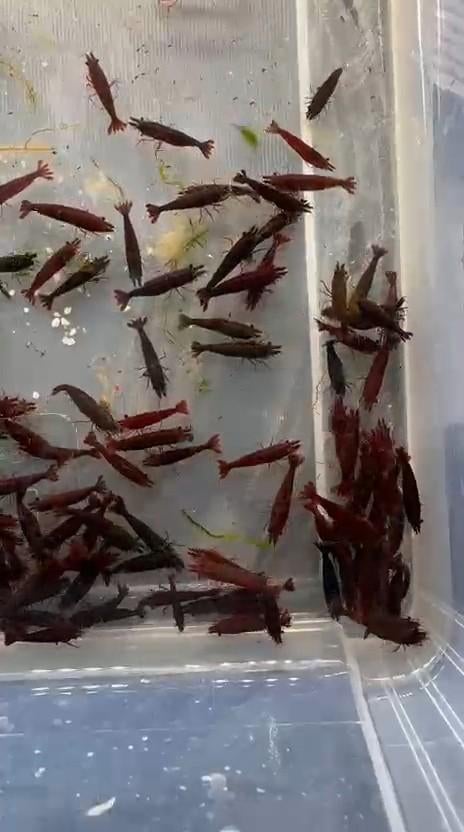 Hobbyaquarium Bloody Mary garnalen, Kreeft, Krab of Garnaal, Zoetwatervis, Schoolvis