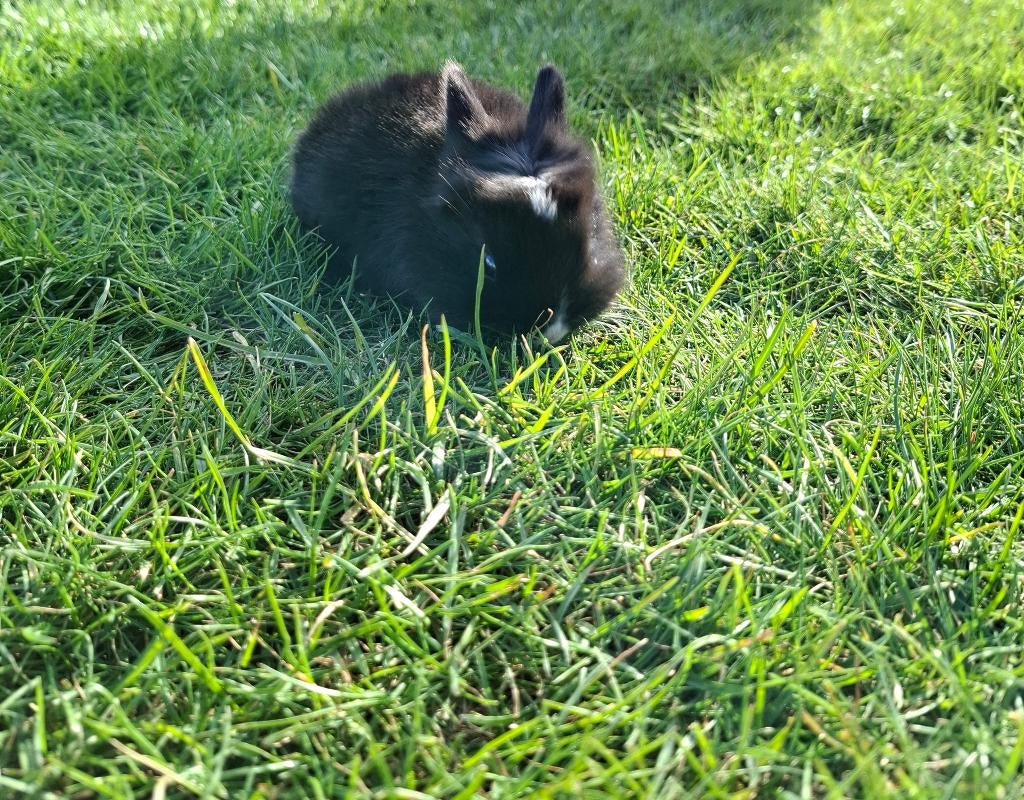 Jonge Konijnen te koop, Dieren en Toebehoren, Konijnen, Geslacht onbekend, Middelgroot, Hangoor, 0 tot 2 jaar