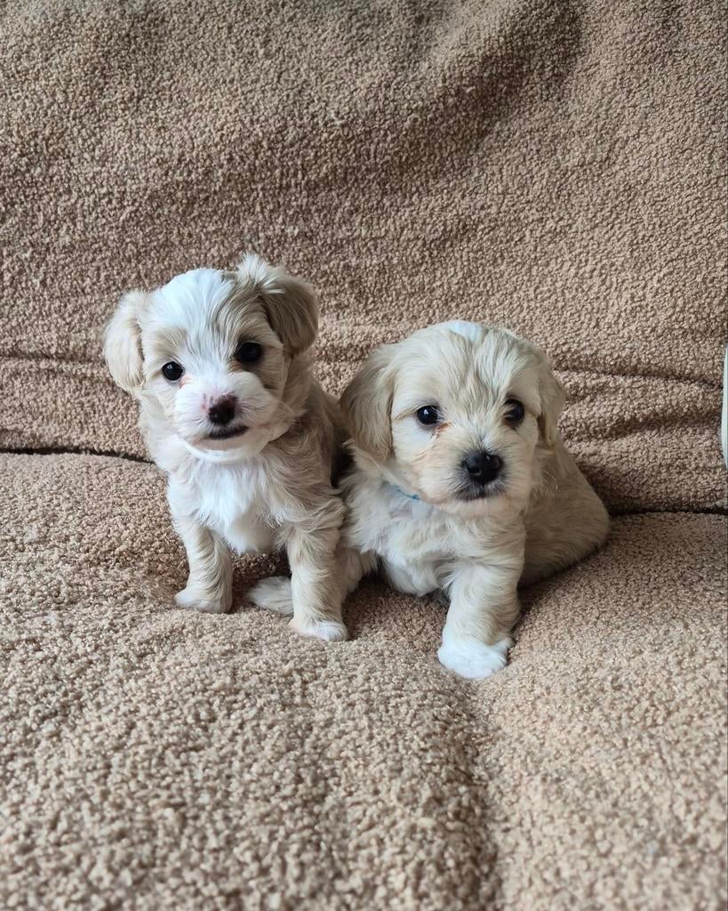 Maltipoo pups te koop, Overige rassen, 8 tot 15 weken, Meerdere, Meerdere dieren