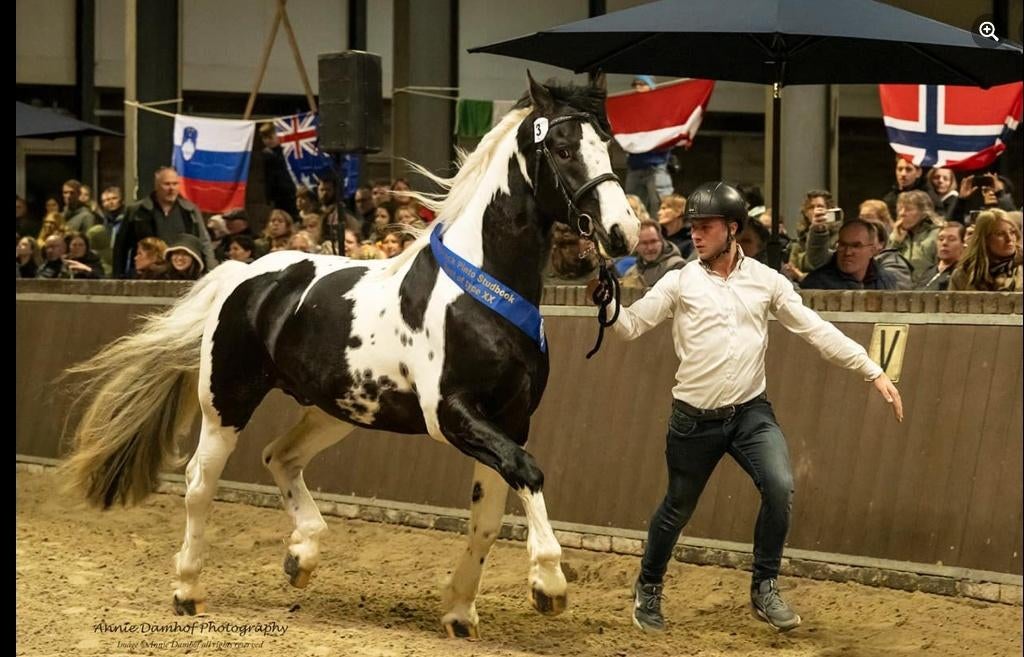 Ter dekking Wodan Ster 82 Barock Pinto Homozygoot, Dieren en Toebehoren, Hengst