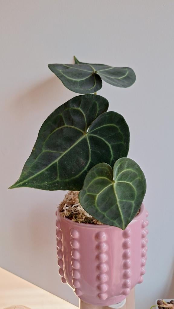 Anthurium Clarinervium, Ophalen, Halfschaduw, Minder dan 100 cm