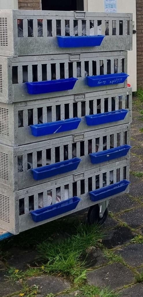 Gezocht duivenmanden vereniging., Dieren en Toebehoren, Meerdere dieren, Overige soorten