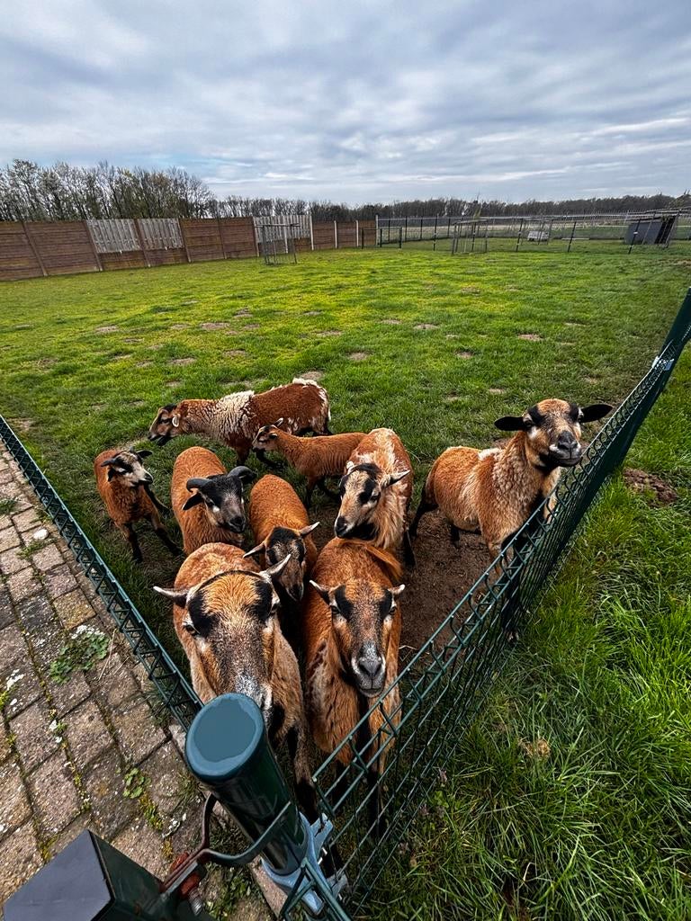 Barbados Black belly schapen, Schaap