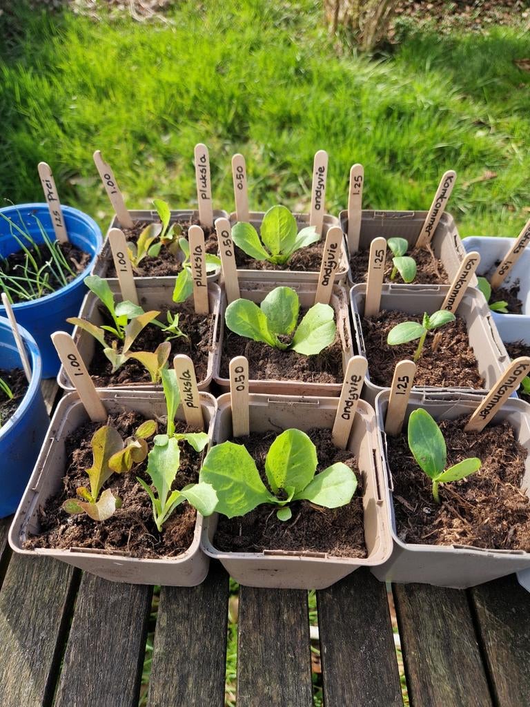Biologische groenteplantjes en bessenstruiken, Ophalen, Nieuw