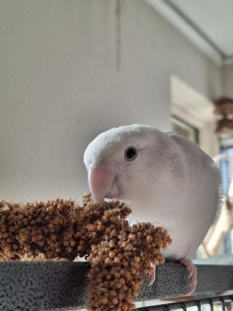 Jonge dwergpapegaai (Agapornis roseicollis) met kooi, Geslacht onbekend, Dwergpapegaai of Agapornis, Geringd