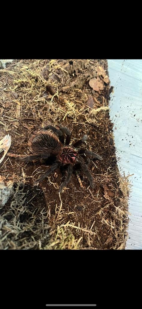 Xenesthis intermedia 1.1 beschikbaar, Dieren en Toebehoren, Insecten en Spinnen