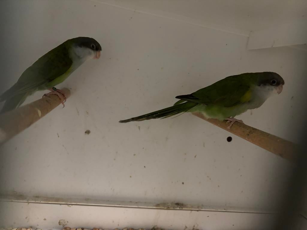 Koppel aymara parkieten, Meerdere dieren, Parkiet, Geringd