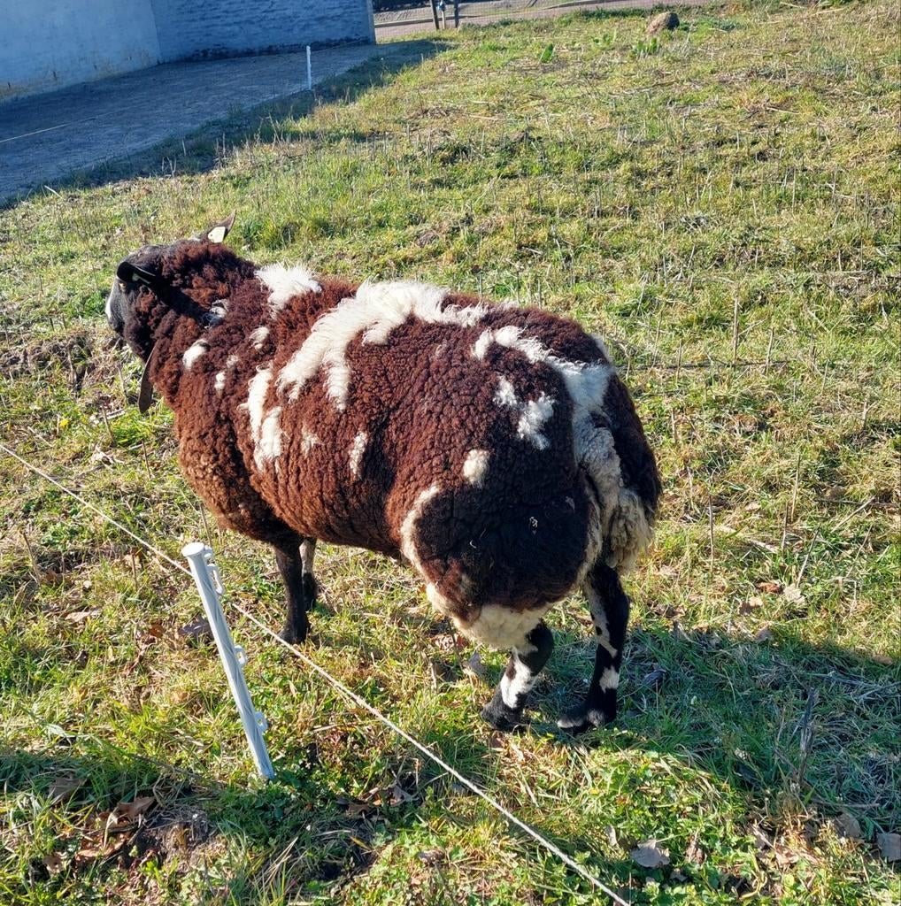 Mooie luxe bonte dekram, Dieren en Toebehoren, Schapen, Geiten en Varkens, Mannelijk, Schaap