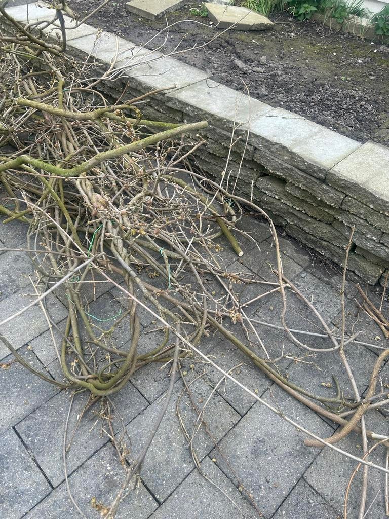 Gratis Takken en snoeiafval van blauwe regen, Ophalen, Gebruikt