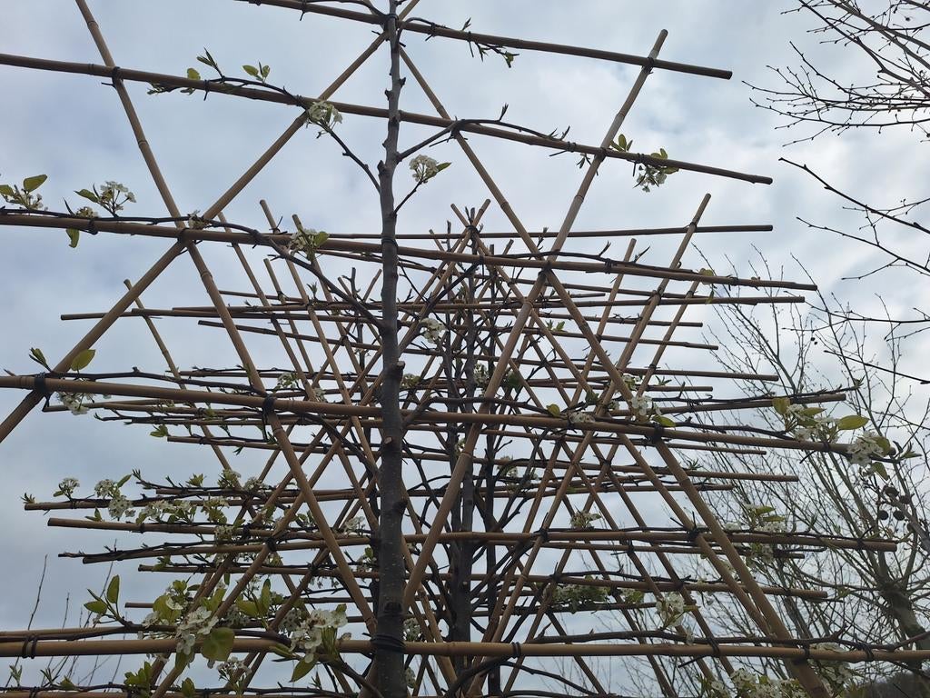 Lei Sierpeer Chanticleer, mooie witbloeiende leiboom, Ophalen, Leiboom, Halfschaduw, Lente