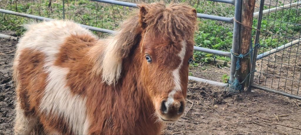 2 minipaardjes nmprs jaarling hengstjes (blauwe ogen!), Dieren en Toebehoren, Pony's, Met stamboom, 0 tot 2 jaar, Hengst, A pony (tot 1.17m)