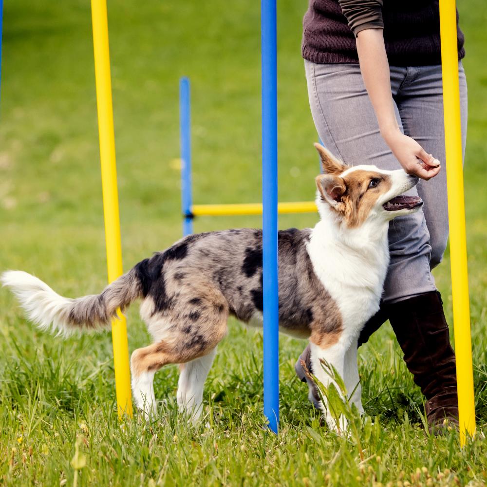 Agility Slalomset Palen 6 stuks Palen Training Hondensport, Dieren en Toebehoren, Honden-accessoires, Ophalen of Verzenden, Nieuw