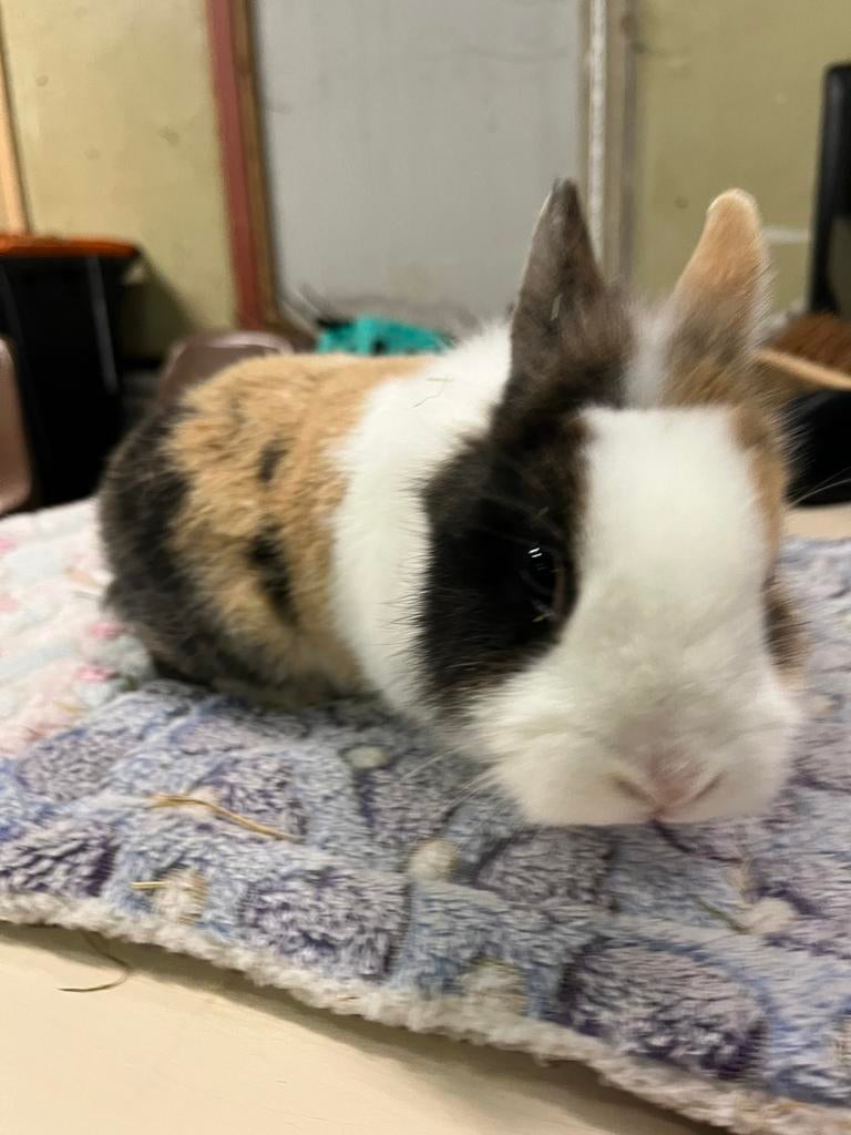 Voester konijnen, Vrouwelijk, Dwerg