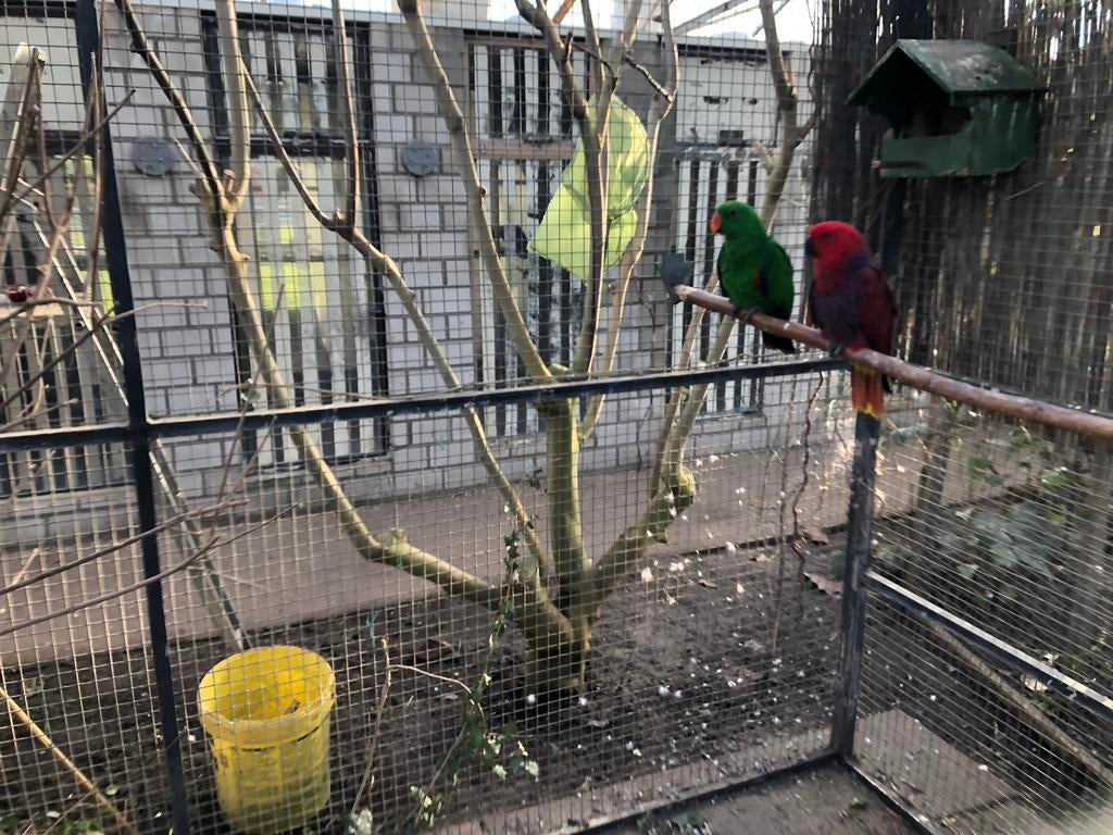 Te koop Halamahera Edelpapegaai koppel, Dieren en Toebehoren, Vogels | Parkieten en Papegaaien, Meerdere dieren, Papegaai