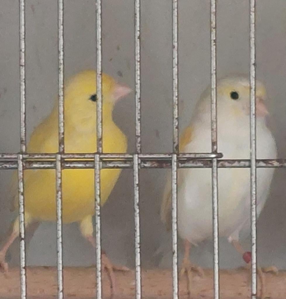 1-1 kanarie, Dieren en Toebehoren, Meerdere dieren, Kleurkanarie