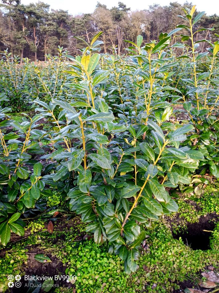 Laurier Prunus novita 100-125cm vertakte struiken haag plant, Ophalen of Verzenden, Laurier, Struik, 100 tot 250 cm