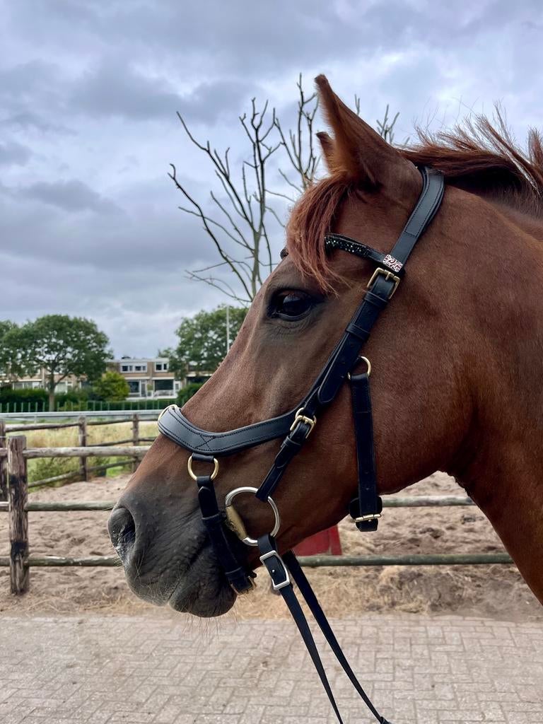 Verfijnde, robuuste E-pony zoekt rustige, ervaren ruiter, E pony (1.48m - 1.57m), Ruin, 11 jaar of ouder, Recreatiepony