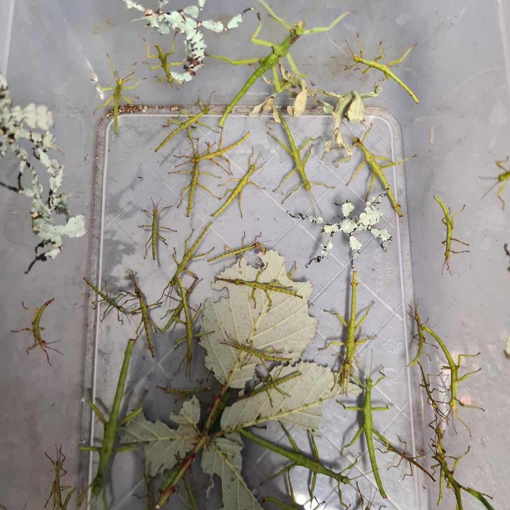 Eitjes en nimfen Diapherodes gigantea, Dieren en Toebehoren, Insecten en Spinnen, Wandelende tak