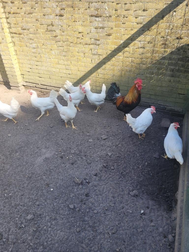 Jonge legkippen, Dieren en Toebehoren, Pluimvee, Vrouwelijk, Kip