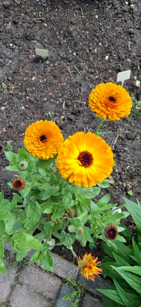 Goudsbloem Fiesta mix, Ophalen of Verzenden, Volle zon, Zaad